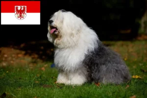 Read more about the article Bobtail crescători și căței în Brandenburg