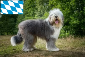 Read more about the article Bobtail crescători și căței în Bavaria