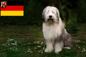 Read more about the article Bobtail crescători și căței în Renania-Palatinat