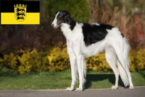 Read more about the article Borzoi crescători și căței în Baden-Württemberg