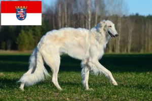 Read more about the article Borzoi crescători și căței în Hessen