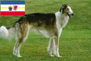 Read more about the article Borzoi crescători și căței în Mecklenburg-Vorpommern