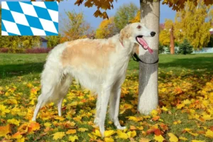 Read more about the article Borzoi crescători și căței în Bavaria