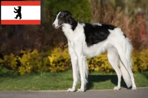 Read more about the article Borzoi crescători și căței în Berlin