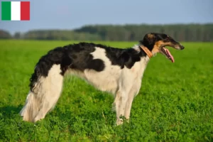 Read more about the article Borzoi crescători și căței în Italia