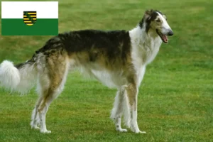 Read more about the article Borzoi crescători și căței în Saxonia