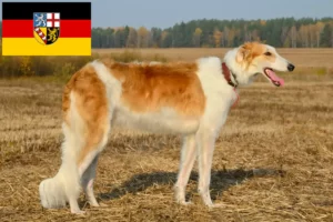 Read more about the article Borzoi crescători și căței în Saarland