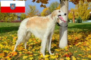 Read more about the article Borzoi crescători și căței în Thuringia