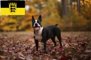 Read more about the article Boston Terrier crescători și căței în Baden-Württemberg