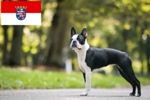 Read more about the article Boston Terrier crescători și căței în Hessen