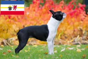 Read more about the article Boston Terrier crescători și căței în Mecklenburg-Vorpommern