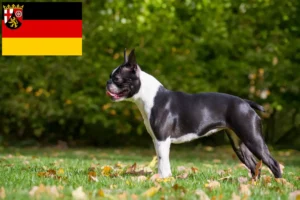 Read more about the article Boston Terrier crescători și căței în Renania-Palatinat