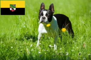 Read more about the article Boston Terrier crescători și căței în Saxonia-Anhalt