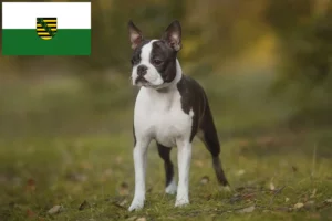 Read more about the article Boston Terrier crescători și căței în Saxonia