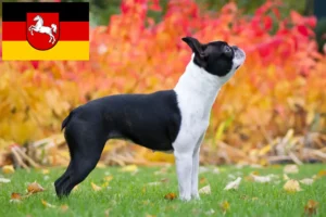 Read more about the article Boston Terrier crescători și căței în Saxonia Inferioară