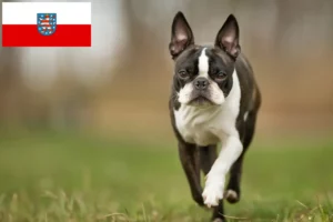 Read more about the article Boston Terrier crescători și căței în Thuringia