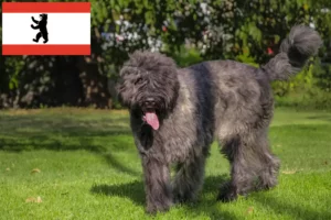 Read more about the article Bouvier des Flandres crescători și căței în Berlin