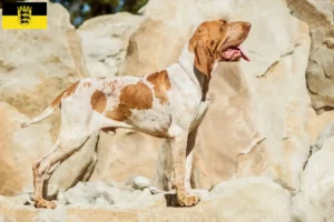 Read more about the article Bracco Italiano crescători și căței în Baden-Württemberg