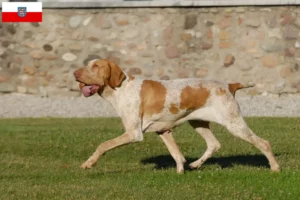 Read more about the article Bracco Italiano crescători și căței în Thuringia