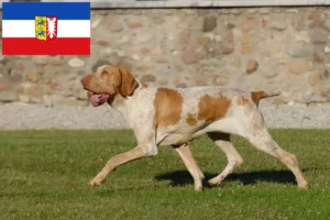 Read more about the article Bracco Italiano crescători și căței în Schleswig-Holstein