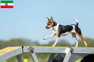 Read more about the article Brazilian Terrier crescători și căței în Renania de Nord-Westfalia