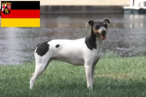 Read more about the article Brazilian Terrier crescători și căței în Renania-Palatinat