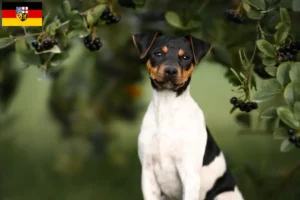 Read more about the article Brazilian Terrier crescător și căței în Saarland