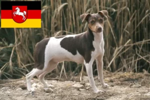 Read more about the article Brazilian Terrier crescători și căței în Saxonia Inferioară