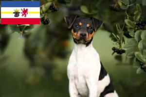 Read more about the article Brazilian Terrier crescători și căței în Mecklenburg-Vorpommern