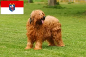 Read more about the article Briard crescători și căței în Hessen