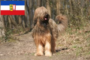 Read more about the article Briard crescători și căței în Schleswig-Holstein