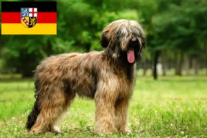 Read more about the article Briard crescători și căței în Saarland