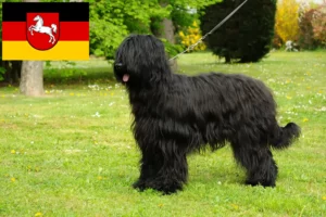 Read more about the article Briard crescători și căței în Saxonia Inferioară