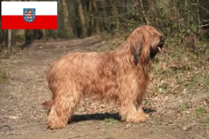 Read more about the article Briard crescători și căței în Thuringia