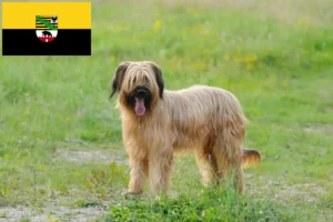 Read more about the article Briard crescători și căței în Saxonia-Anhalt