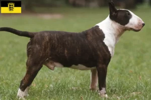 Read more about the article Bull Terrier crescători și căței în Baden-Württemberg