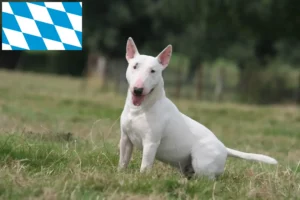 Read more about the article Bull Terrier crescători și căței în Bavaria