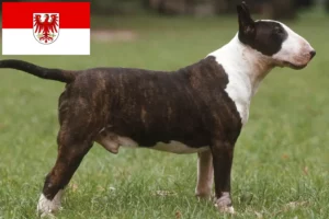 Read more about the article Bull Terrier crescători și căței în Brandenburg