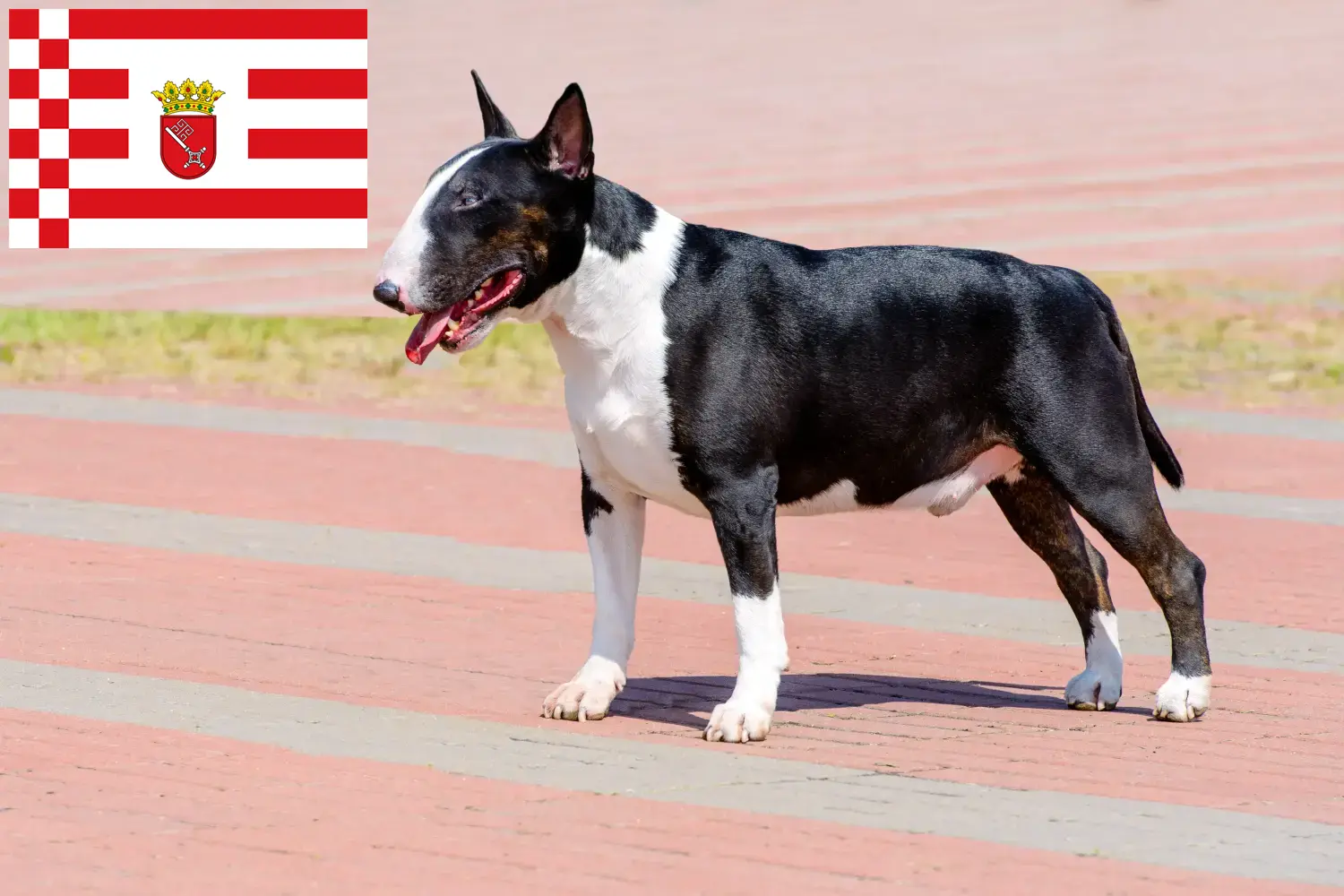 Read more about the article Bull Terrier crescători și căței în Bremen