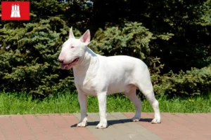 Read more about the article Bull Terrier crescători și căței în Hamburg