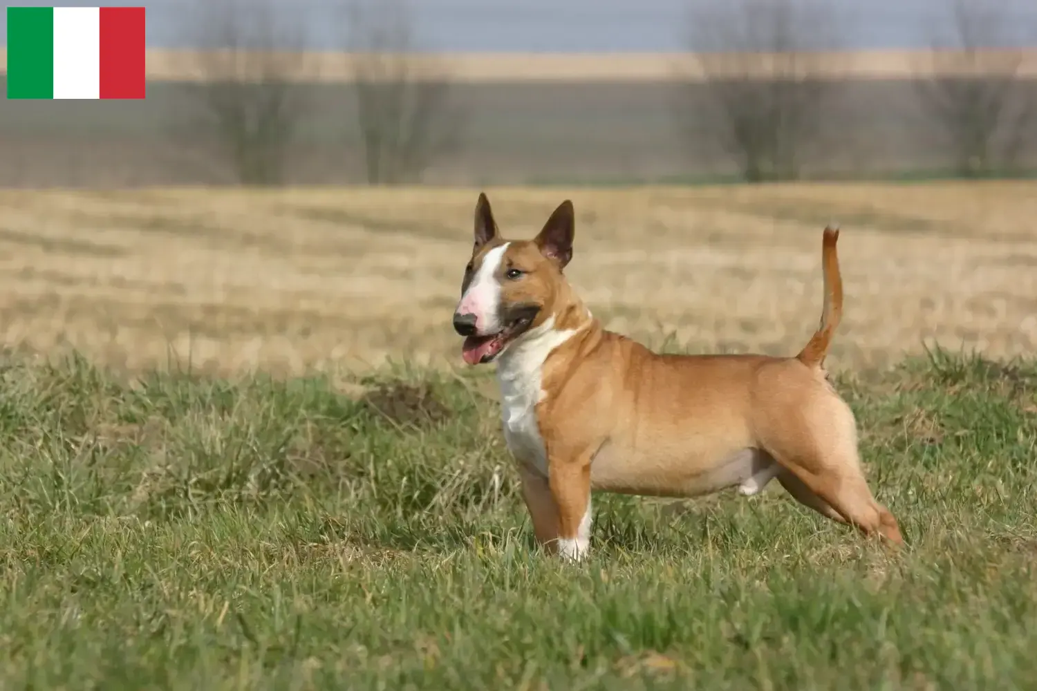 Read more about the article Bull Terrier crescători și căței în Italia