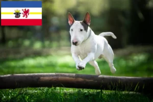 Read more about the article Bull Terrier crescători și căței în Mecklenburg-Vorpommern