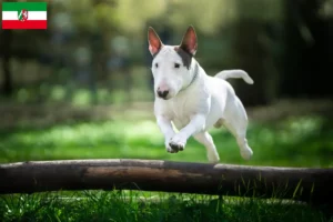 Read more about the article Bull Terrier crescători și căței în Renania de Nord-Westfalia