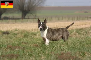 Read more about the article Bull Terrier crescători și căței în Saarland