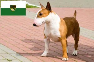 Read more about the article Bull Terrier crescători și căței în Saxonia