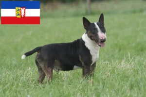 Read more about the article Bull Terrier crescători și căței în Schleswig-Holstein