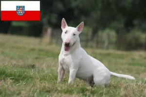 Read more about the article Bull Terrier crescători și căței în Thuringia