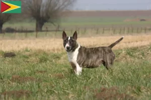 Read more about the article Bull Terrier crescători și căței în Guyana