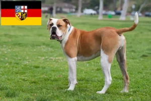 Read more about the article American Bulldog crescători și căței în Saarland