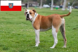 Read more about the article American Bulldog crescători și căței în Thuringia